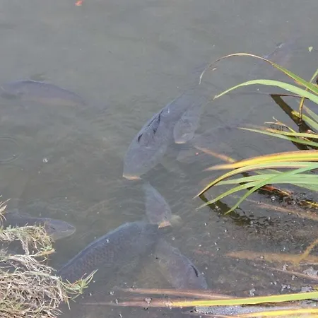 Harz Comfortable Michaelstein